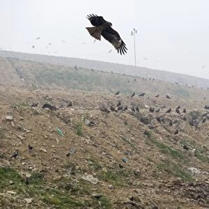 Black Kites Milvus migrans at Ghazipur rubbish fump one of the largest dumps on earth