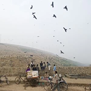 Black Kites Milvus migrans at Ghazipur rubbish fump one of the largest dumps on earth