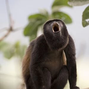Black-mantled Howler (Alouatta palliata) male howling Soberiana NP Panama