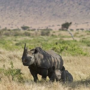 Black Rhinoceros Diceros bicornis mother and calf Masai Mara Kenya