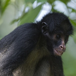 Black Spider Monkey Ateles paniscus chamek Amazon Peru