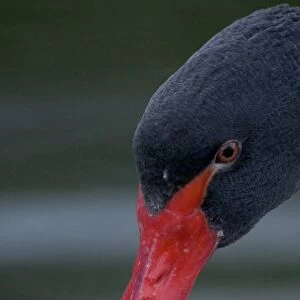 Black Swan close up of head Australia