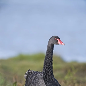 Black Swan Cygnus atratus native to Australia
