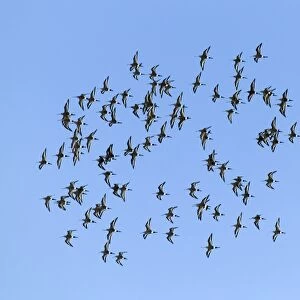 Black-tailed Godwits flock in winter Scotland