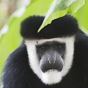 Black & White Colobus Monkey Colobus guereza Kenya