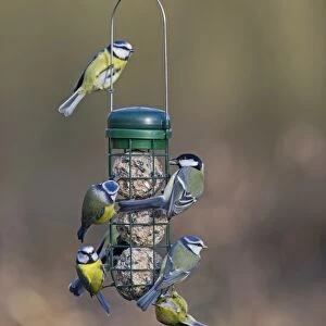 Blue and Great Tits on fat ball feeder in garden Norfolk winter