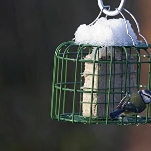 Blue Tit Parus caeruleus on fat feeder in garden Norfolk winter