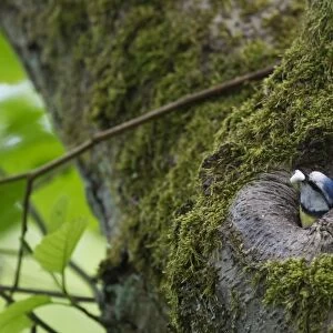 Blue Tit Parus caeruleus with foecal sac Ferry Wood Norfolk spring