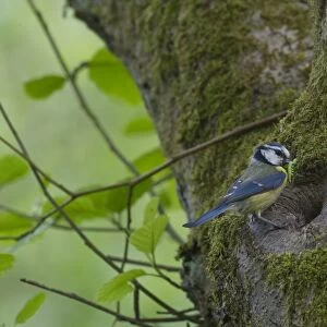 Blue Tit Parus caeruleus at nest hole Ferry Wood Norfolk spring