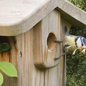 Blue Tit Parus caeruleus at nestbox with nest material in garden Kent spring
