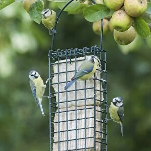Blue Tits on fat feeder in garden autumn UK