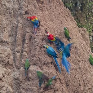 Blue and Yellow Macaws Ara ararauna & Scarlet Macaws Ara macao at clay lick Tambopata