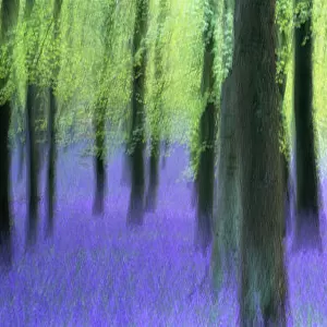 Bluebells and Beech woodland, Buckinghamshire, UK, April