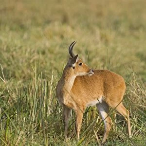 Bohor Reedbuck Redunca redunca Masai Mara Kenya