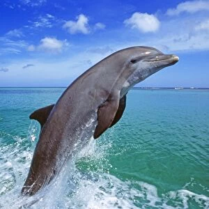 Bottlenose Dolphin, Tursiops truncatus Caribbean