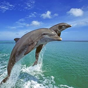 Bottlenose Dolphins, Tursiops truncatus Caribbean