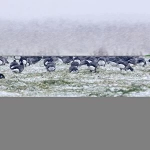 Brent Geese Branta bernicla in blizzard Cley Norfolk November