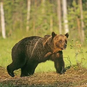 Brown Bear on Finnish / Russian border near Martinselkonen Finland June