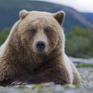 Brown Bear Ursos arctos Katmai Alaska August
