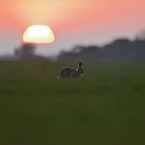 Brown (European) Hare Lepus europaeus Norfolk
