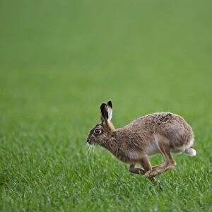 Brown Hare Lepus europaeus Norfolk spring