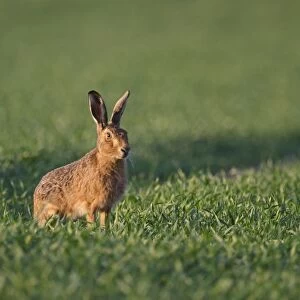 Brown Hare Leus europaeus Norfolk spring
