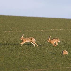 Brown Hares Lepus europaeus chasing across a field of winter wheat Norfolk March