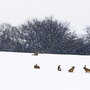 Brown Hares Lepus europaeus in snow covered field Yare Valley Norfolk January