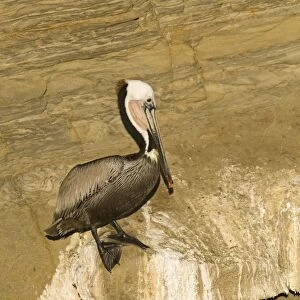 Brown Pelican Pelecanus occidentalis La Jolla California USA April