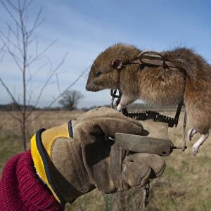 Brown Rat Rattus norvegicus caught in Gin Trap Suffolk UK