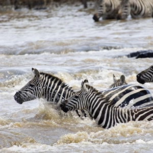 Burchells Zebra crossing Mara River Masai Mara Kenya