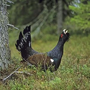 Capercaillie Tetrao urogallus male displaying in pine forest Scotland April