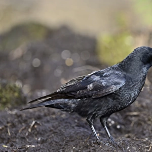 Carrion Crow Corvus corone Norfolk November