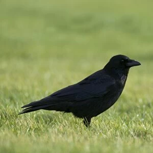 Carrion Crow Corvus corone Northumberland UK