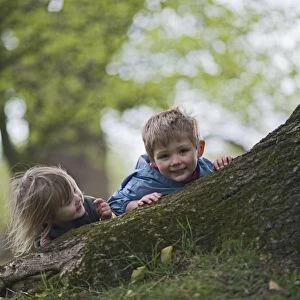 Children playingaround roots of old oak tree Norfolk April