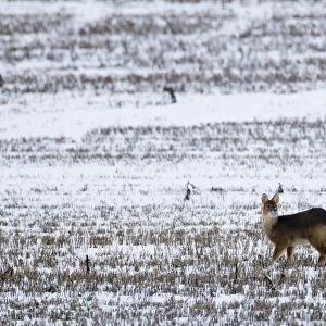 Chinese Water Deer on snow covered stubblle field Yare Valley Norfolk winter