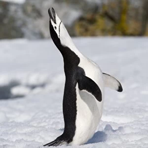 Chinstrap Penguin calling Half Moon Island Antarctica