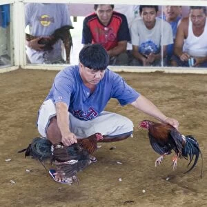 Cock-fight at Narra on Palawan Philippines - refferee holding both cocks towards end of fight