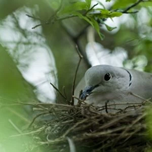 Collared Dove Streptopelia decaocto on nest in garden UK summer