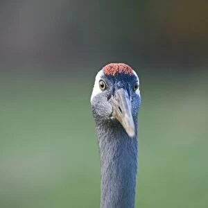 Common Crane Grus grus Nr Hickling Norfolk January