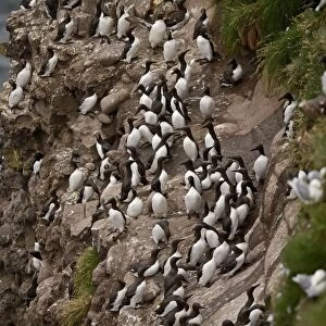 Common Guillemot or Common Murre, Uria aalge colony on cliff Fowlsheugh RSPB Reserve