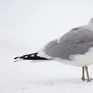 Common Gull Larus canus adult winter Northumberland January