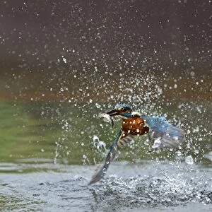 Common Kingfisher Alcedo atthis with Minnow Worcestershire July