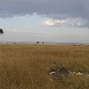 Common Ostrich Struthio camelus female at nest on Masai Mara Kenya