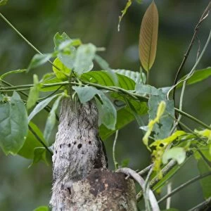 Common Potoo Nyctibius griseus on River Amazon near Iquitos Peru