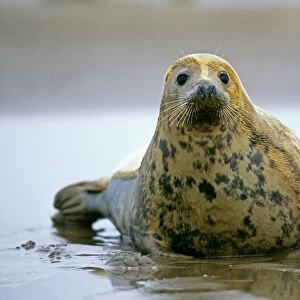 Common Seal, Phoca vitulina, Lincolnshire, UK, winter