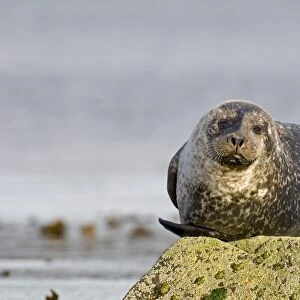 Common Seal Phoca vitulina Shetland June