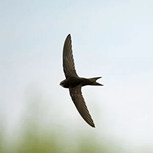 Common Swift Apus apus Norfolk summer