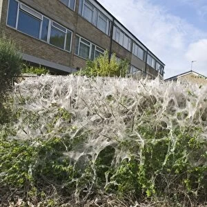 Communal larvae webs of White Ermine Moth Spilosoma lubricipeda on bushes in housing