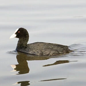 Coot Fulica atra Titchwell RSPB Reserve Norfolk March